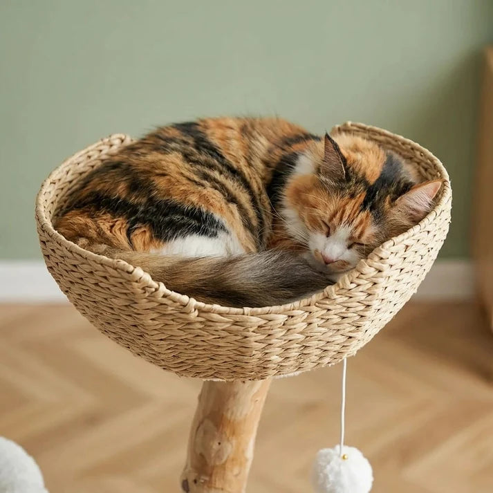 Große Katze auf einer Liegeplattform des Kratzbaums Rot