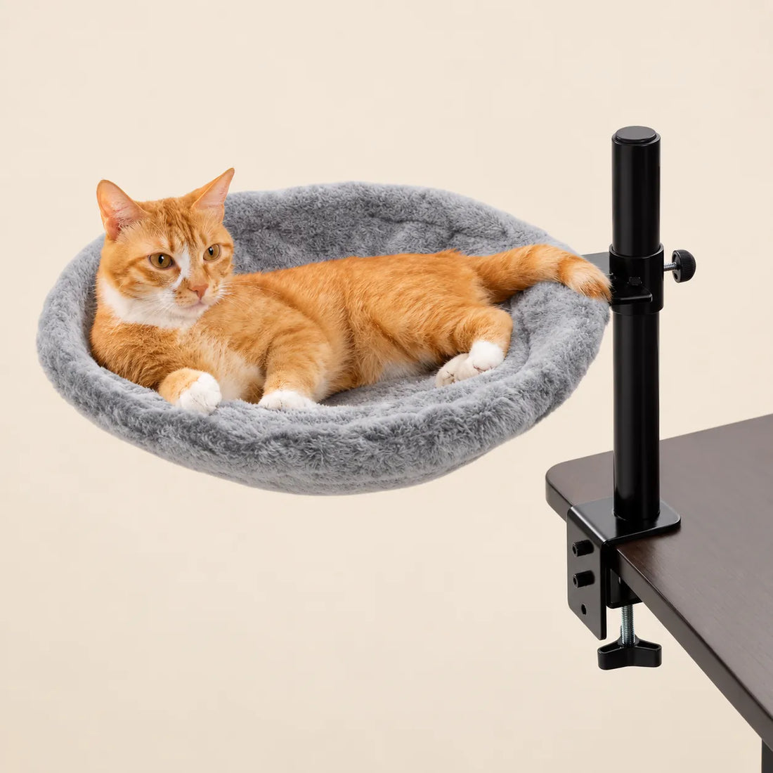 Ihre Katze direkt neben dem Schreibtisch