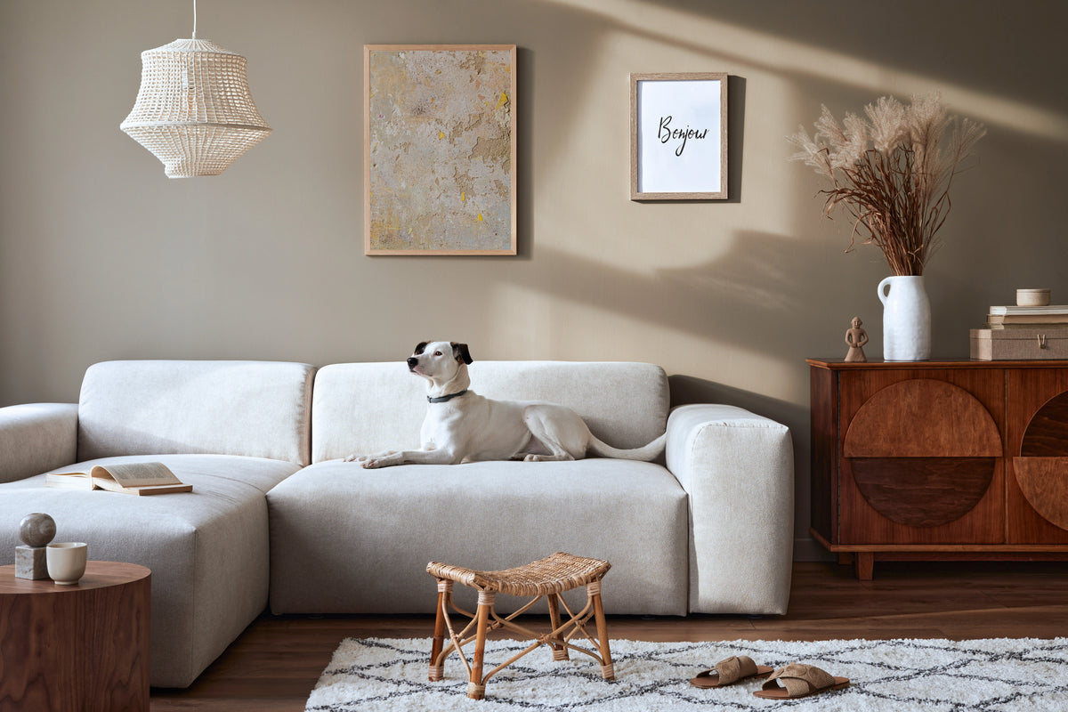 Chien blanc allongé sur un canapé crème dans un salon contemporain chaleureux — COZYLOW